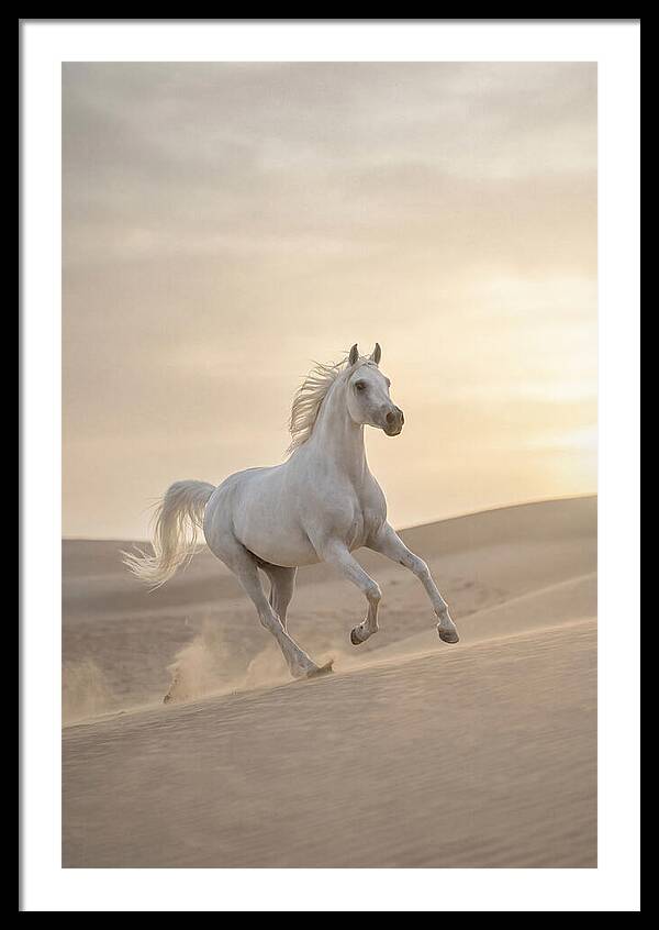 Galloping White Arabian Horse