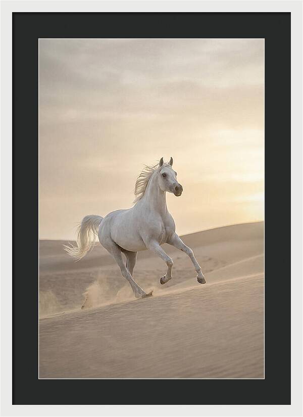 Galloping White Arabian Horse