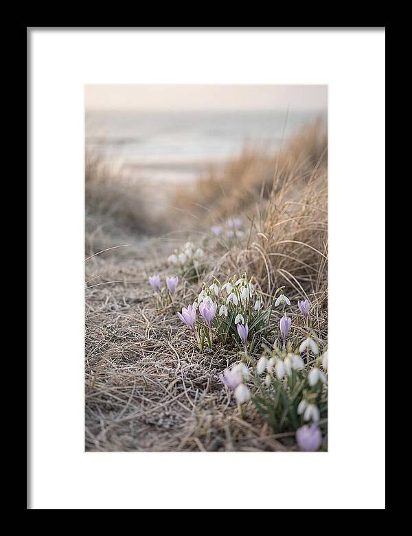 Garden Awakening With First Crocus