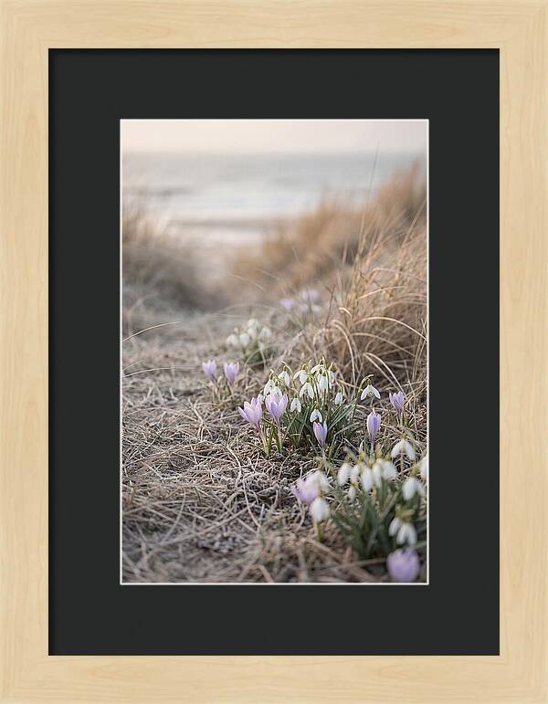Garden Awakening With First Crocus