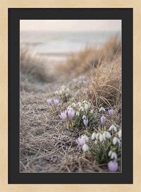Garden Awakening With First Crocus