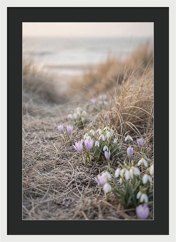 Garden Awakening With First Crocus