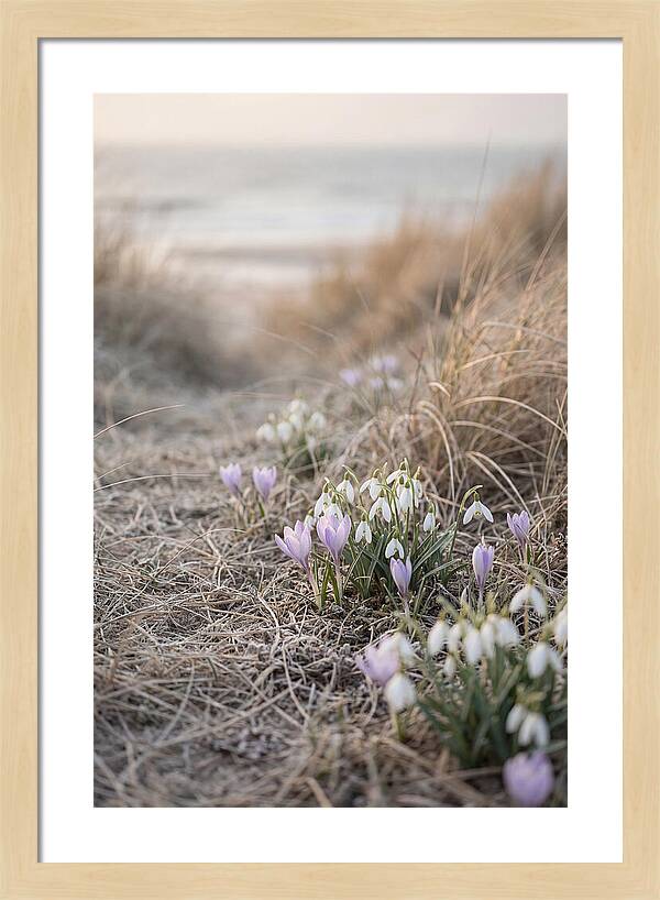 Garden Awakening With First Crocus
