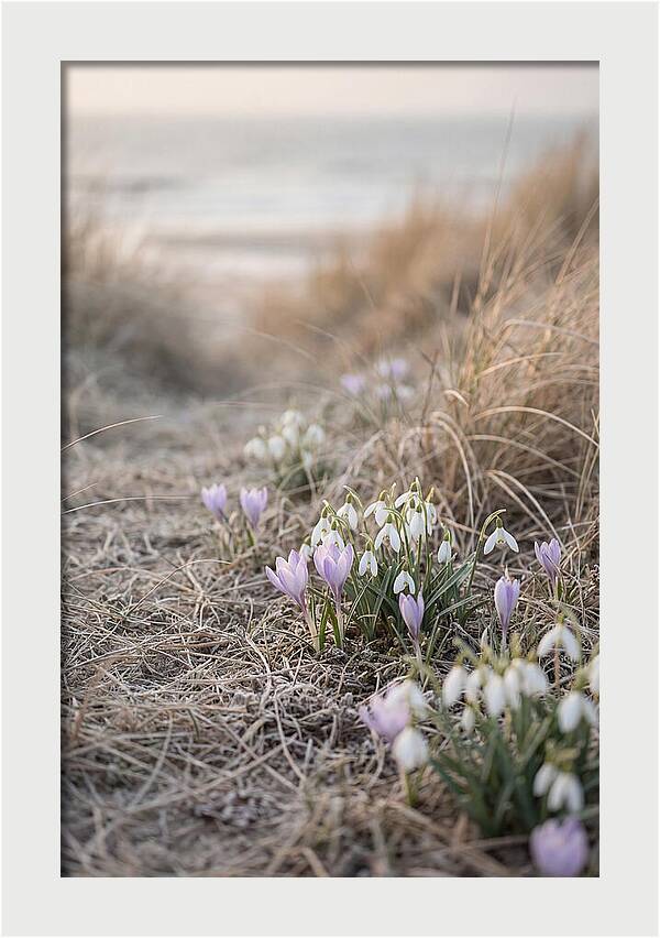 Garden Awakening With First Crocus