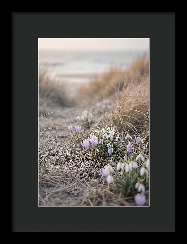 Garden Awakening With First Crocus