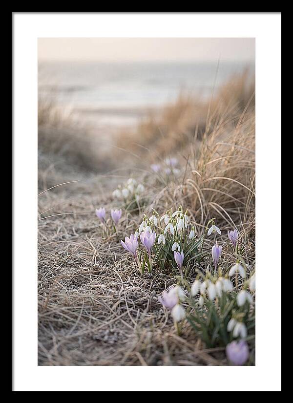 Garden Awakening With First Crocus