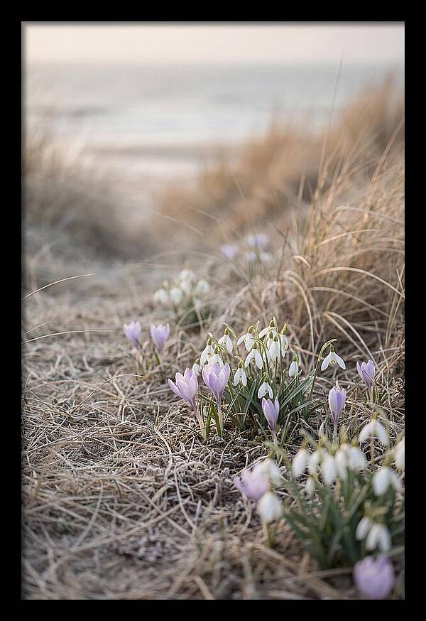 Garden Awakening With First Crocus