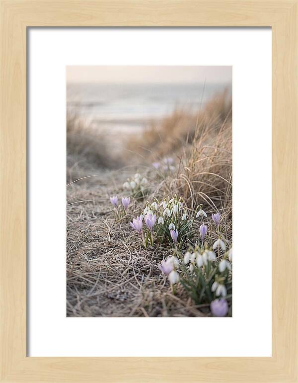 Garden Awakening With First Crocus
