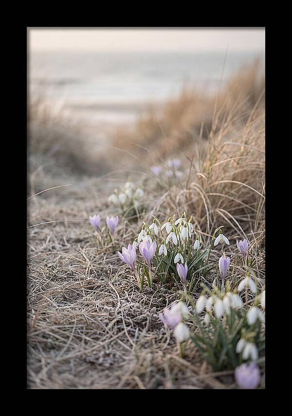 Garden Awakening With First Crocus