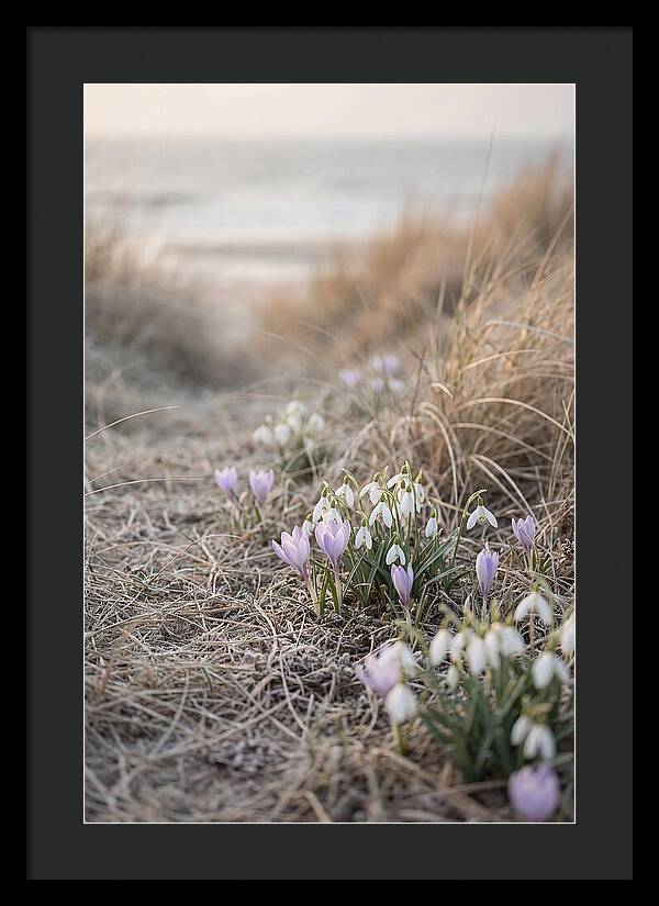 Garden Awakening With First Crocus