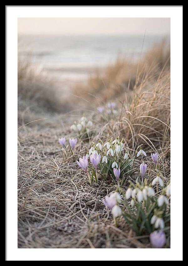 Garden Awakening With First Crocus