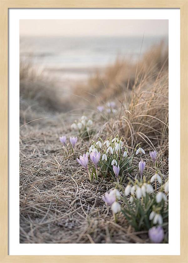 Garden Awakening With First Crocus