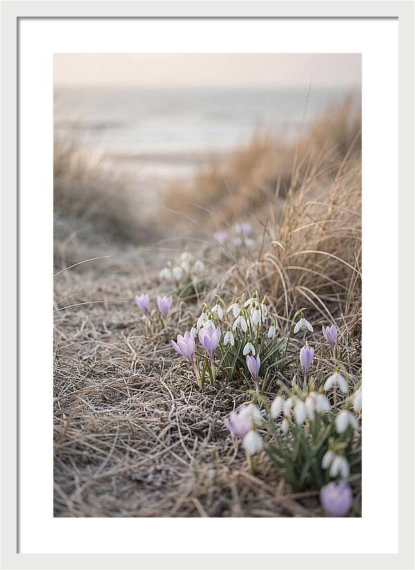 Garden Awakening With First Crocus