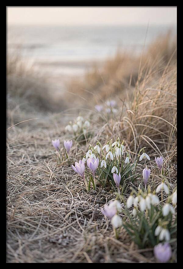 Garden Awakening With First Crocus