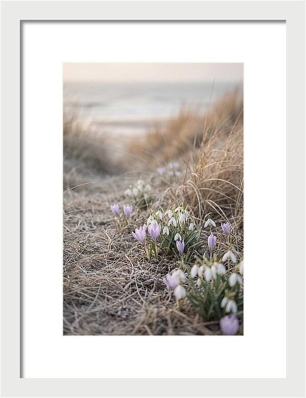Garden Awakening With First Crocus