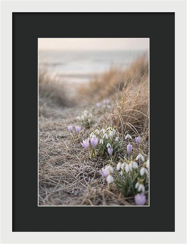 Garden Awakening With First Crocus