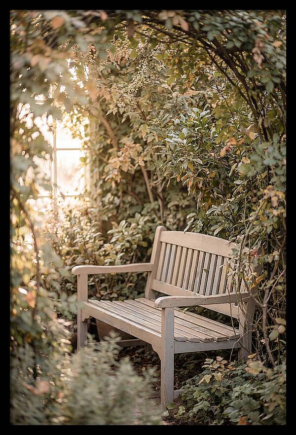 Garden Bench Nestled In Greenery