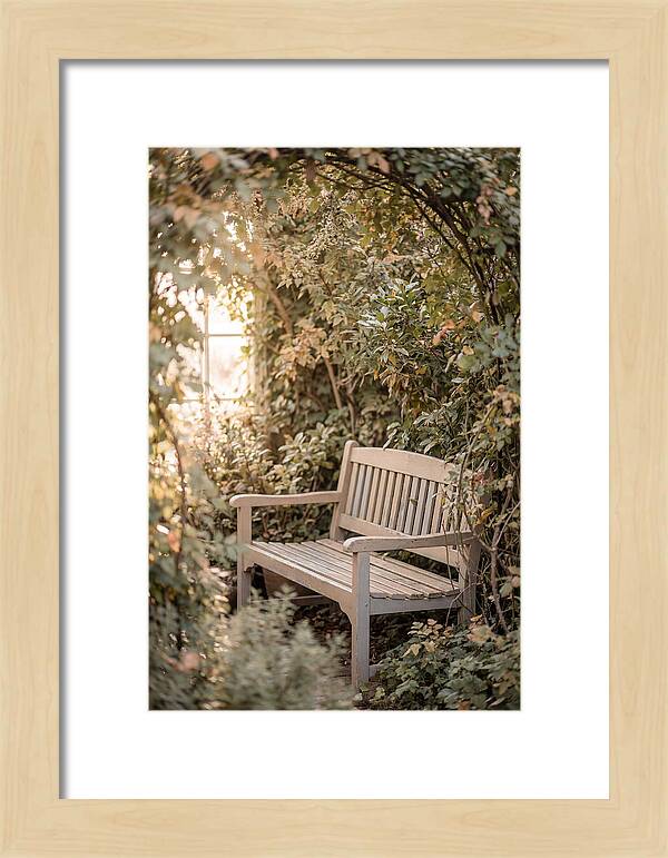 Garden Bench Nestled In Greenery