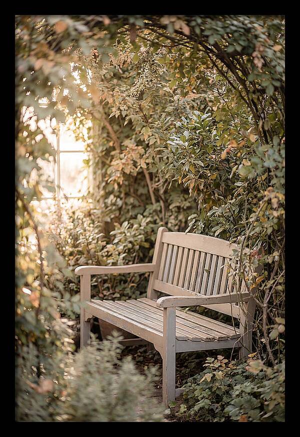 Garden Bench Nestled In Greenery