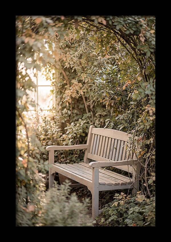 Garden Bench Nestled In Greenery