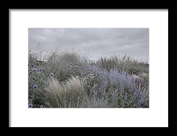 Garden Border With Grasses