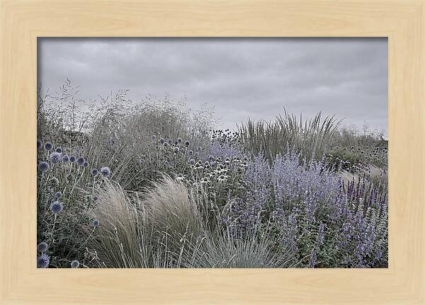 Garden Border With Grasses