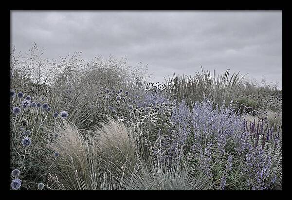 Garden Border With Grasses