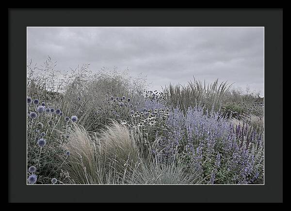 Garden Border With Grasses