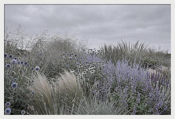 Garden Border With Grasses