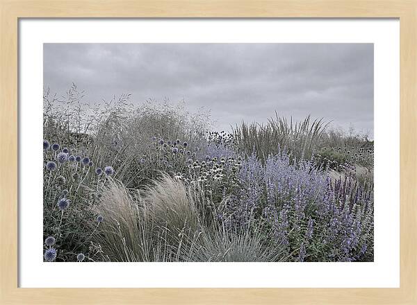 Garden Border With Grasses