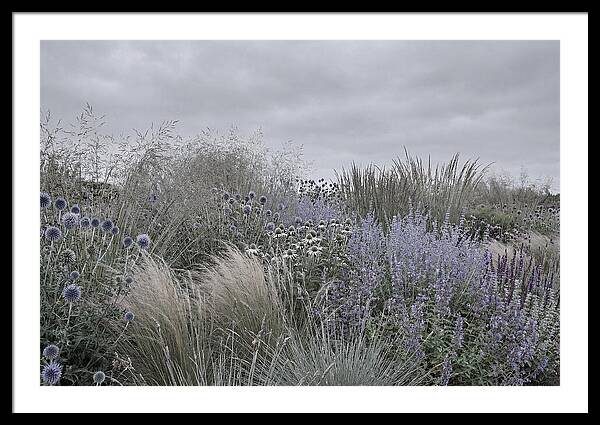 Garden Border With Grasses