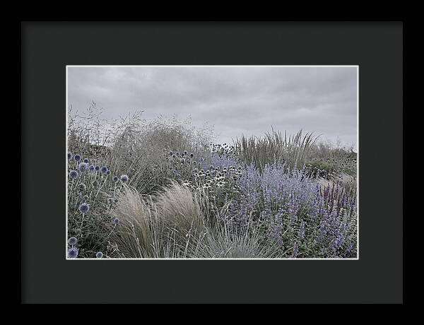 Garden Border With Grasses