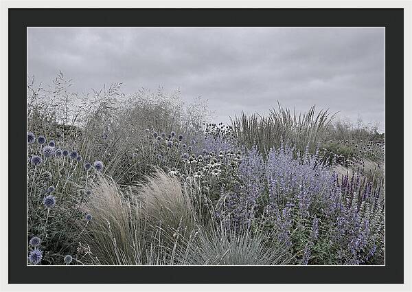 Garden Border With Grasses