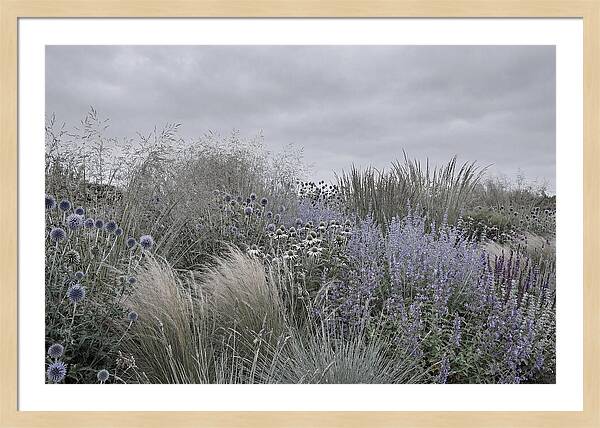 Garden Border With Grasses