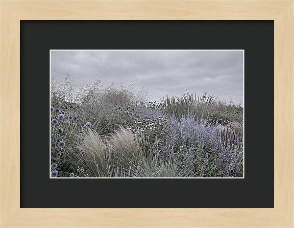 Garden Border With Grasses