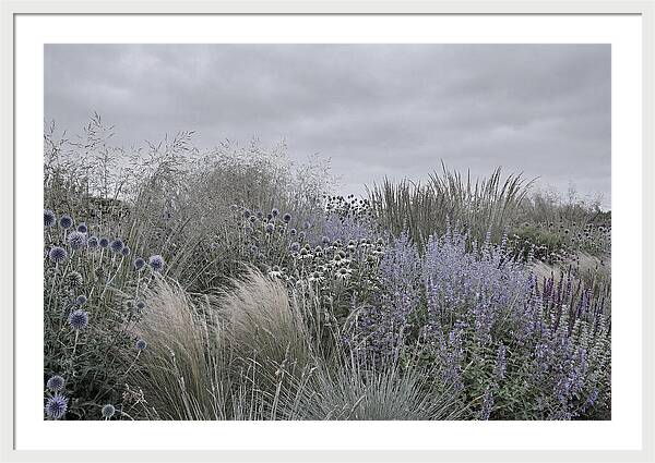 Garden Border With Grasses