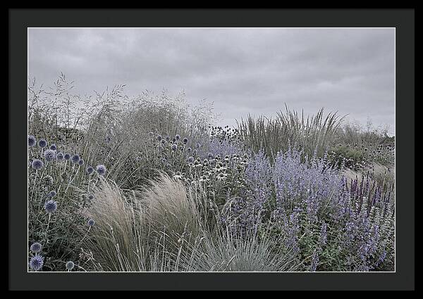 Garden Border With Grasses