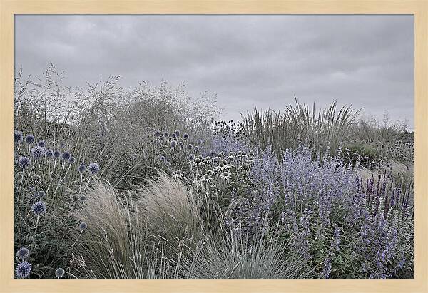 Garden Border With Grasses