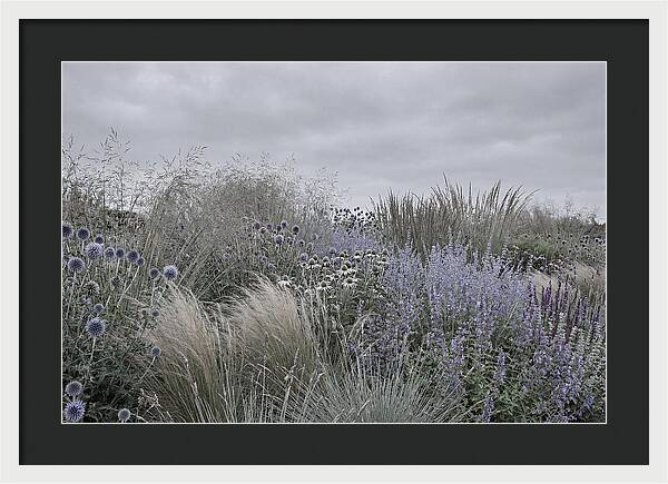Garden Border With Grasses