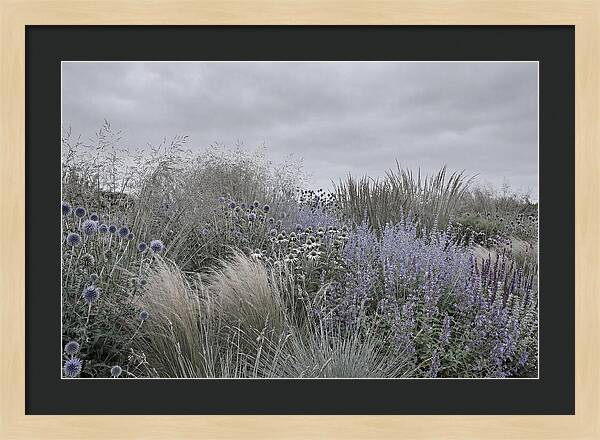 Garden Border With Grasses