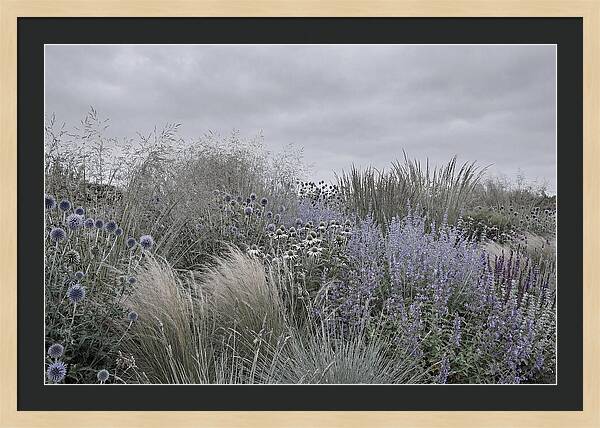 Garden Border With Grasses