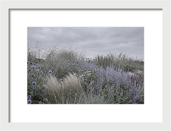 Garden Border With Grasses