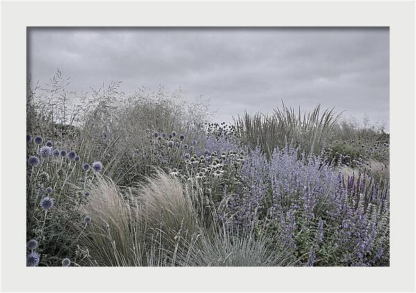 Garden Border With Grasses