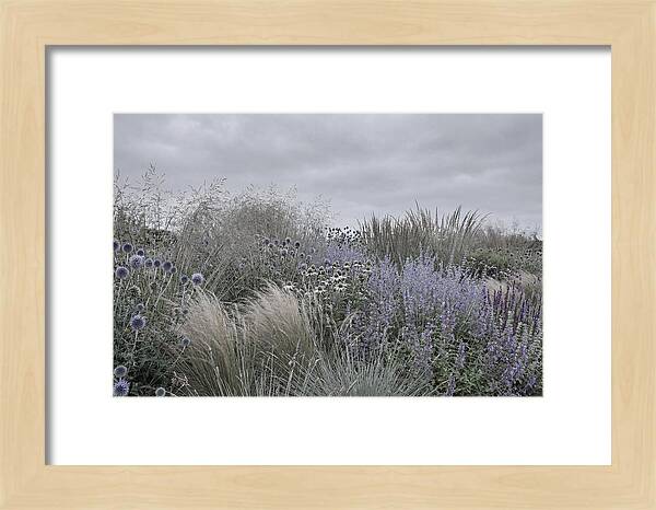Garden Border With Grasses