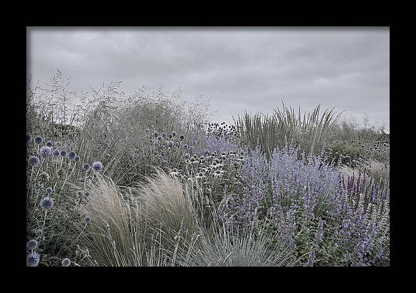 Garden Border With Grasses