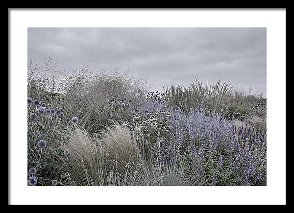 Garden Border With Grasses
