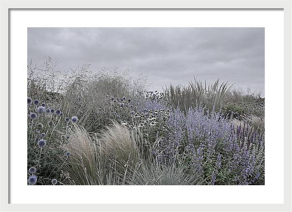 Garden Border With Grasses
