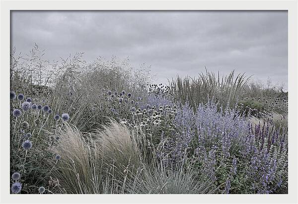 Garden Border With Grasses