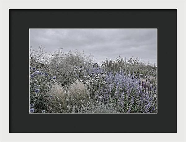 Garden Border With Grasses