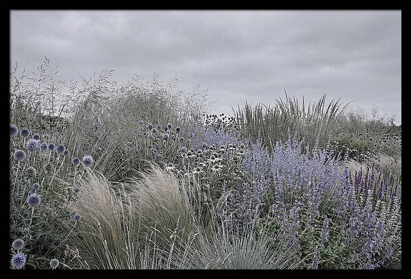 Garden Border With Grasses